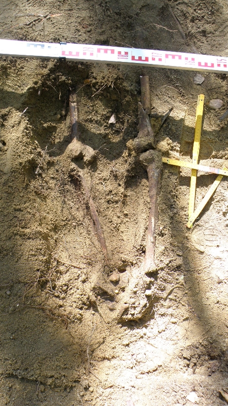 Zdjęcie z prac archeologicznych