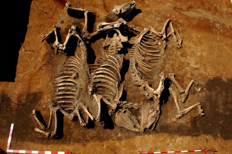Zdjęcie z prac archeologicznych